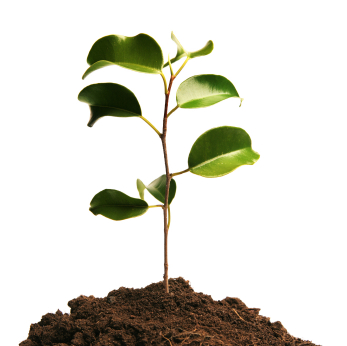 Growing green plant in soil